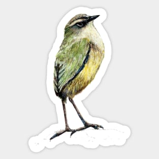 Mr Tuke, Rock wren bird of New Zealand Sticker